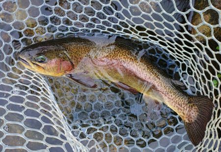 10/16　雨の中でサクラマス連発！ ～フィッシングパーク高島の泉～